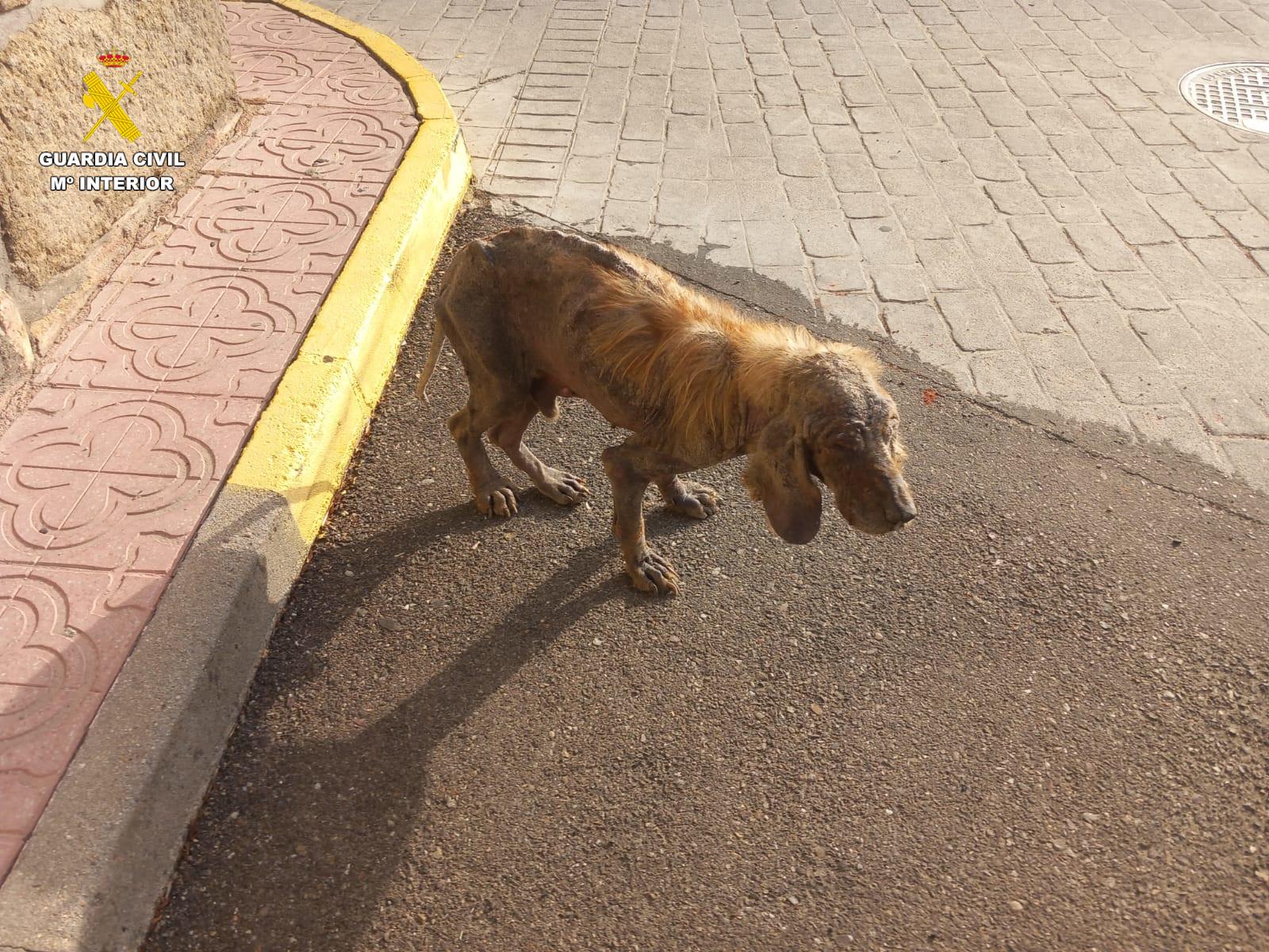 La Guardia Civil investiga a una persona por maltrato animal