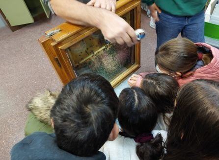 El alumnado aprende cómo polinizan las abejas y la importancia de esta función para el ecosistema terrestre.