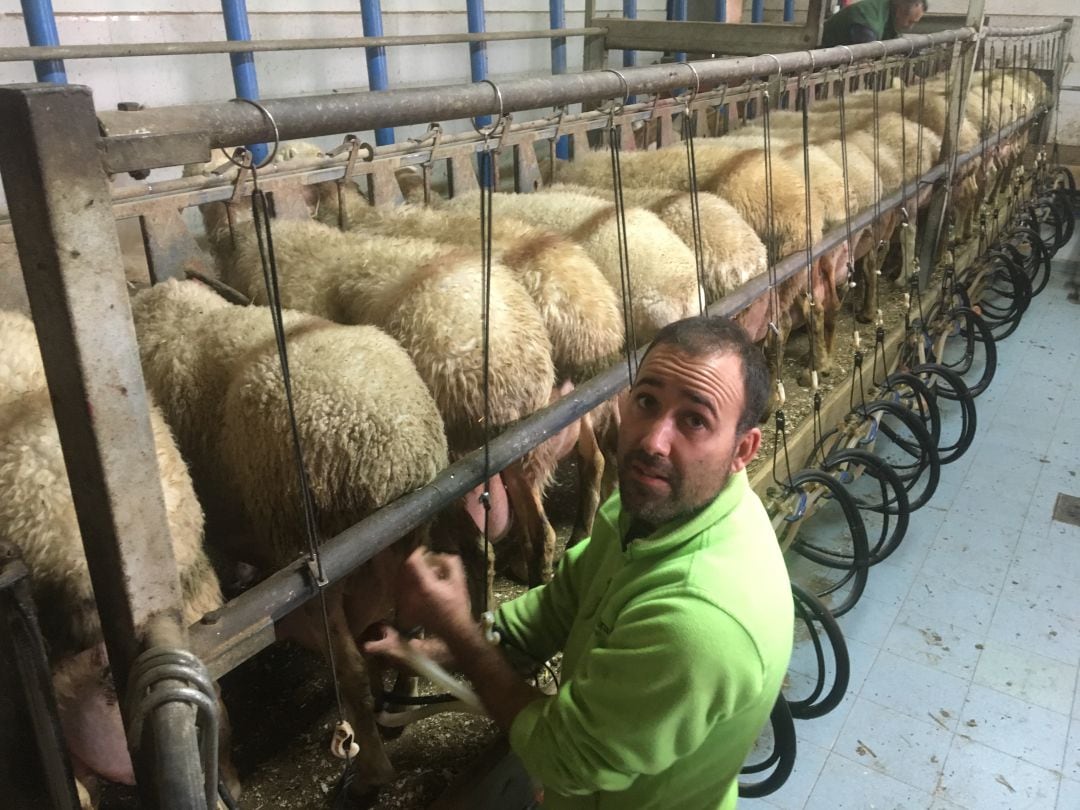 El Alcalde de Pollos, Javier García ordeñando ovejas en la explotación ganadera en la que trabaja