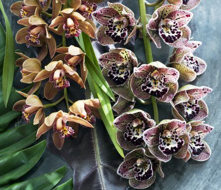 Dos variedades de orquídea.