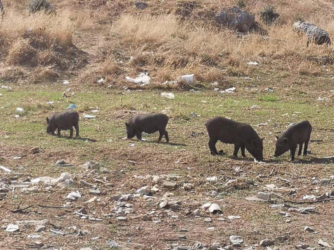Cerdos Vietnamitas en La Piñera.