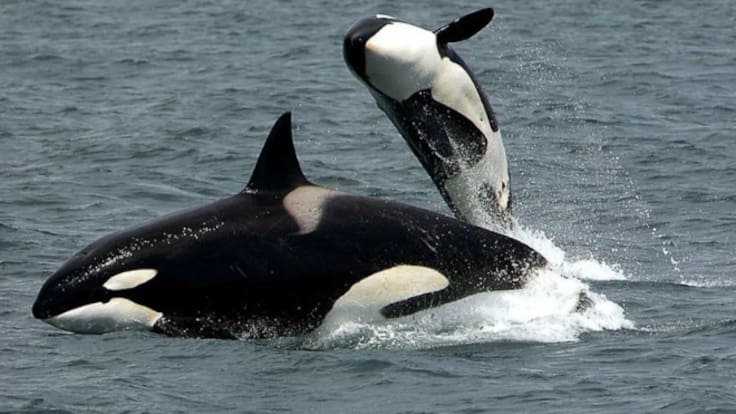 Salvamento Marítimo rescata en Gipuzkoa a dos tripulantes de un velero a la deriva tras un encuentro con orcas