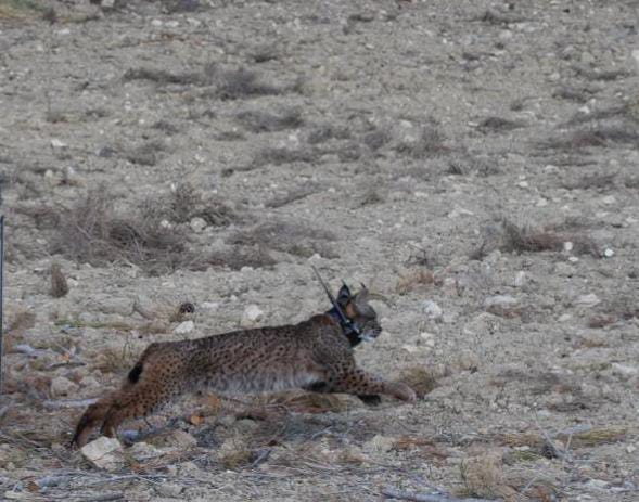 Uno de los linces ibéricos en un cercado del norte de Lorca