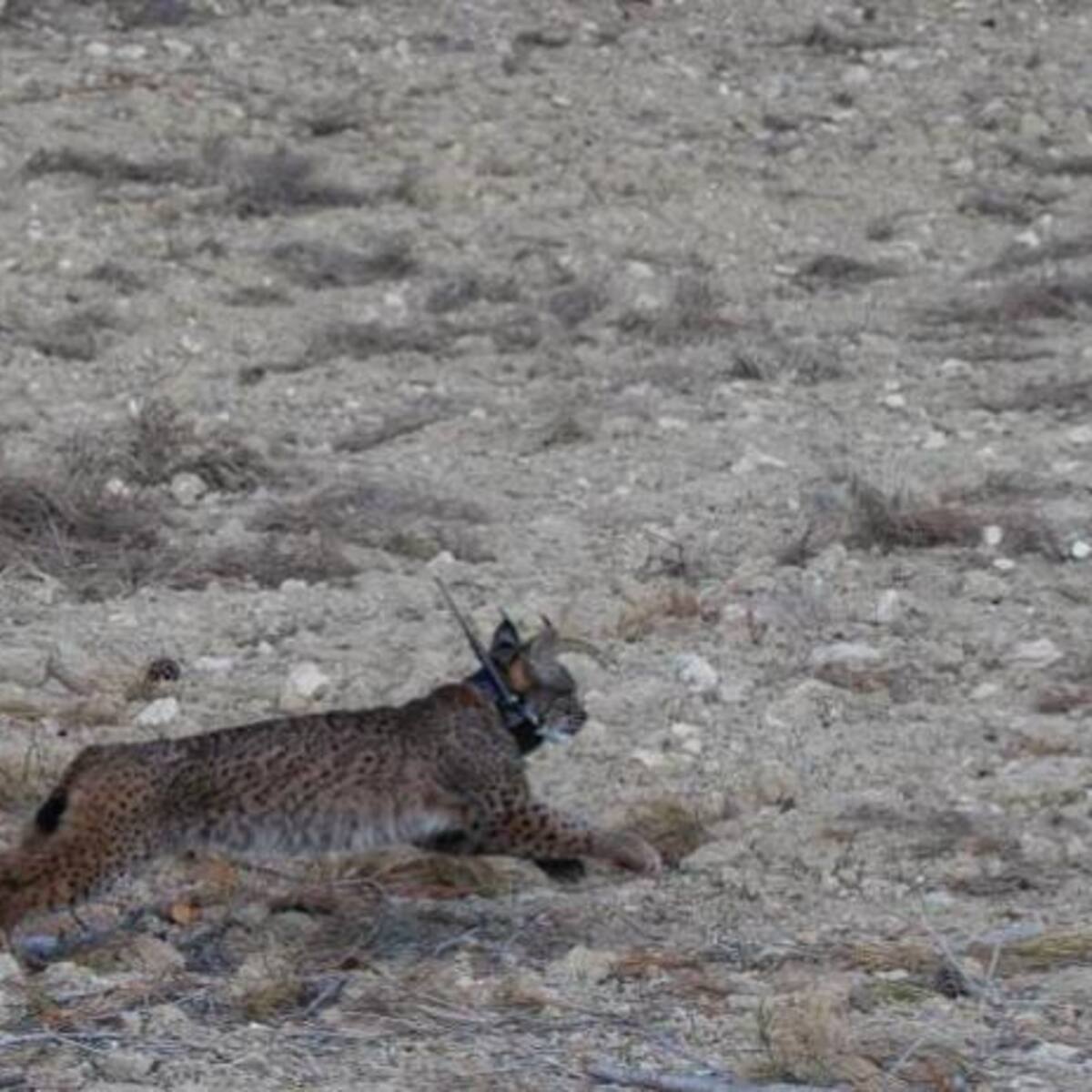 Hallan muerta a Terma, uno de los linces ibéricos liberados en las Tierras Altas de Lorca