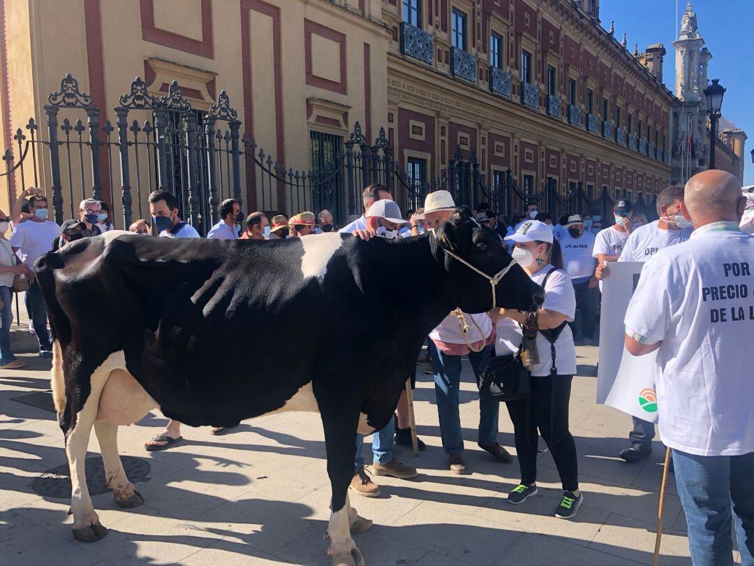 13-07-2021 Manifestación de los ganaderos de leche este martes en Sevilla.. 
 El sector del vacuno de leche se ha manifestado este martes en Sevilla para reclamar al Ministerio de Agricultura, Pesca y Alimentación que intervenga en el mercado debido por 