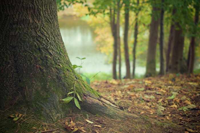 Trabajos de regeneración forestal