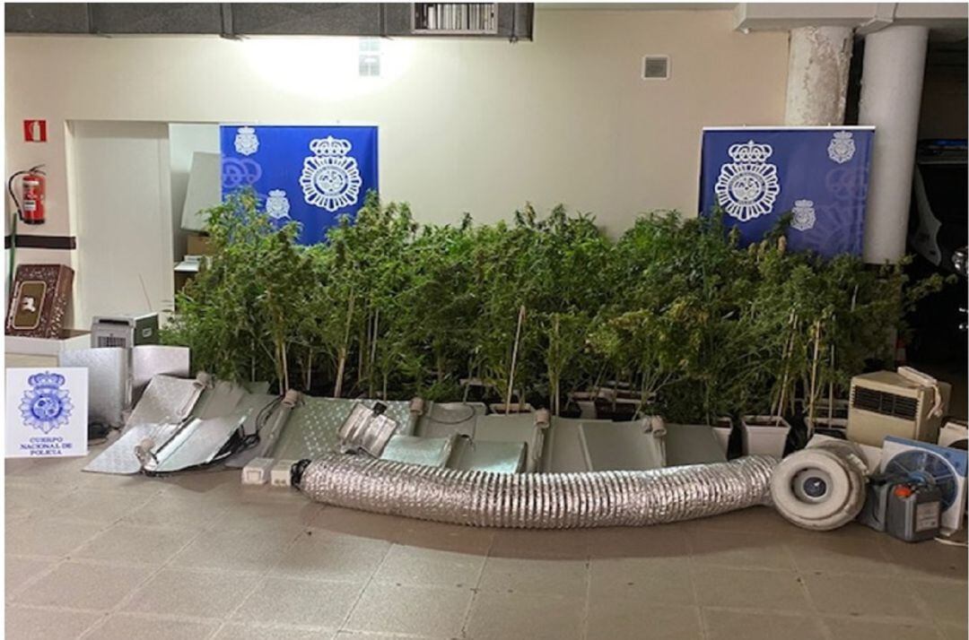 Plantas de marihuana incautadas.