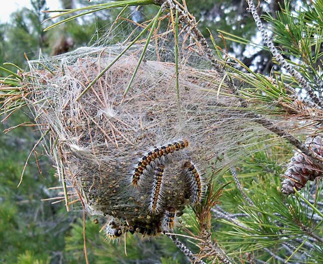 Plaga de la procesionaria