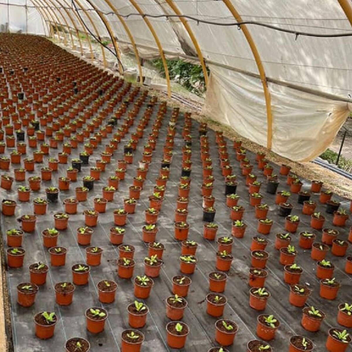 7.000 plantas en los parques y jardines de Lorca para el próximo otoño