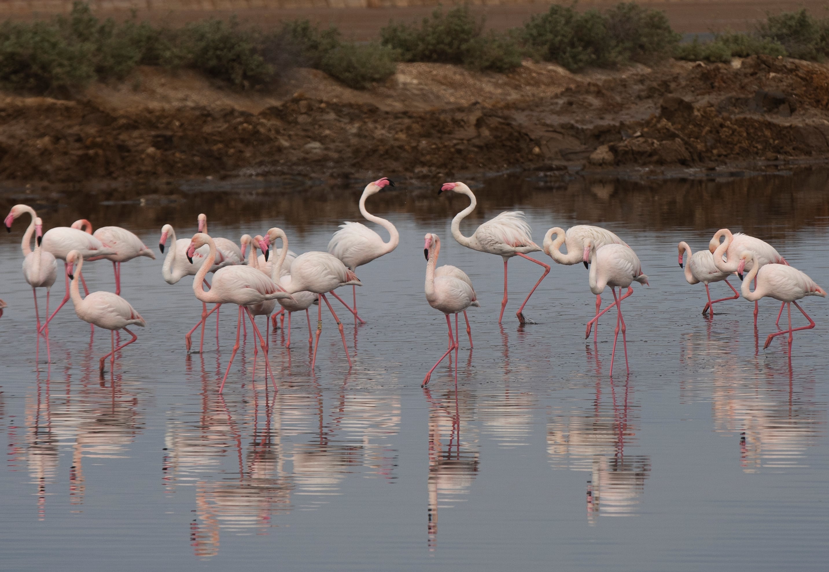 HUELVA ANDALUSIA, SPAIN - APRIL 21: Flamingos in the natural area of Marismas del Odiel. In Huelva (Andalusia, Spain), 21st April 2021. (Photo by Maria Jose Lopez/Europa Press via Getty Images)