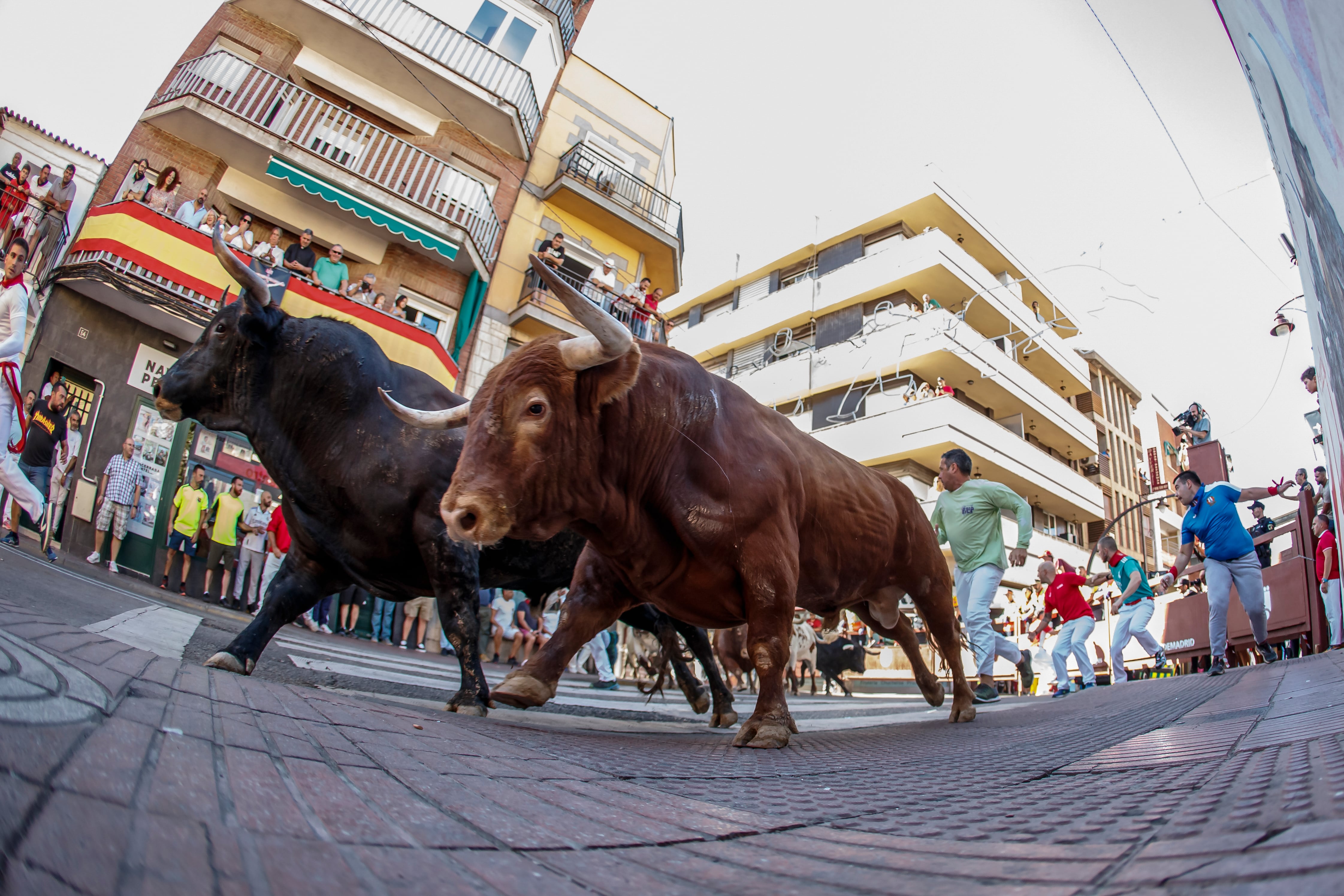 -FOTODELDIA- SAN SEBASTIÁN DE LOS REYES (MADRID), 02/09/2022.- Varias personas corren delante de los toros en el séptimo encierro celebrado este viernes, con motivo de la celebración de las Fiestas de San Sebastián de los Reyes, en Madrid. EFE/Rodrigo Jiménez
