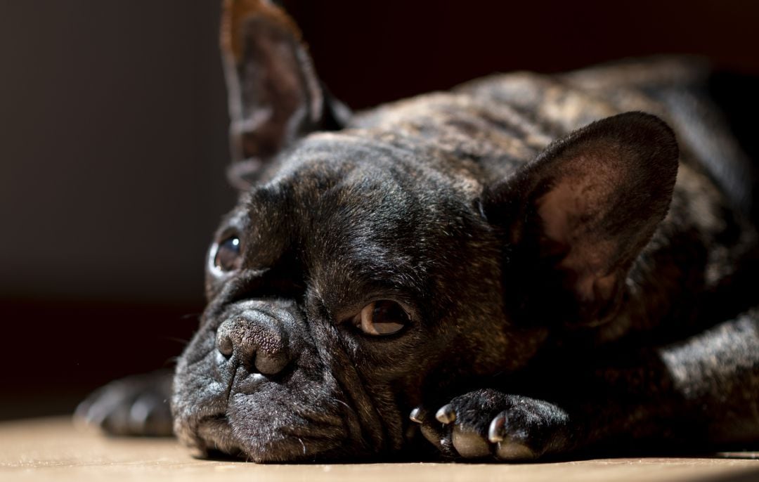 Un perro descansando.