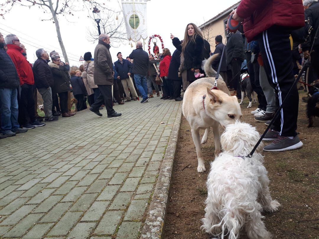 Las mascotas y el público en general se congregaron en la procesión del santo.