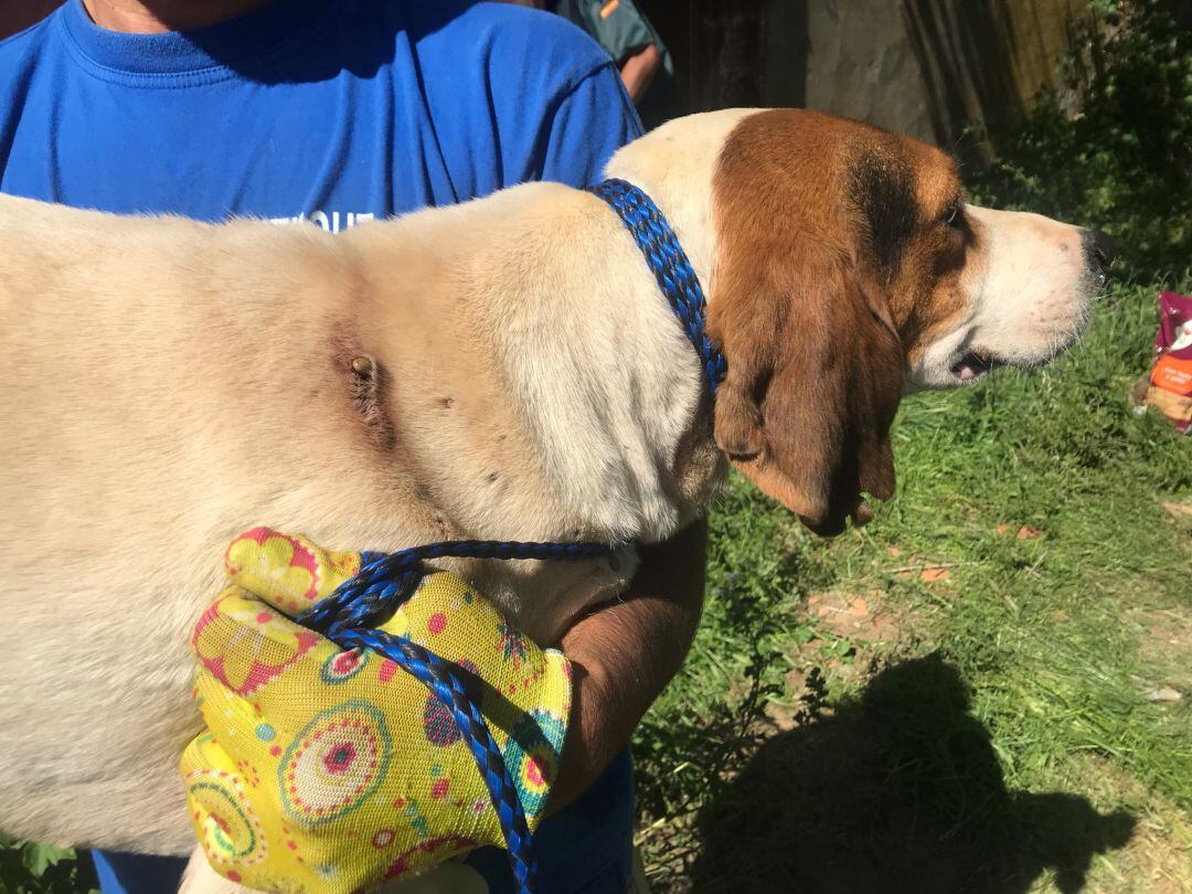 Estado en el que se encontraban alguno de los perros rescatados en Zamora