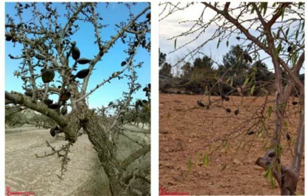 Imagen de árboles afectados por la plaga