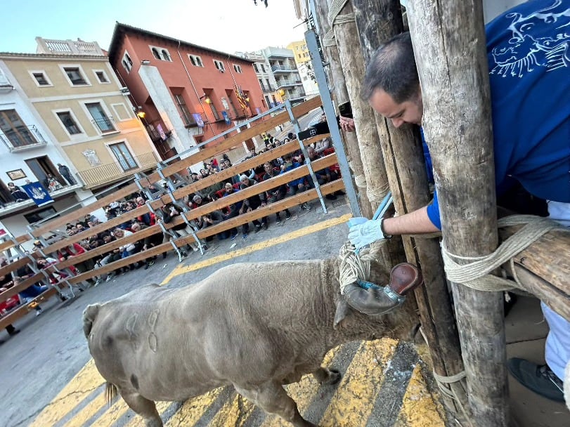 El Bou de la Puríssima volvió a llenar las calles de Ontinyent este fin de semana