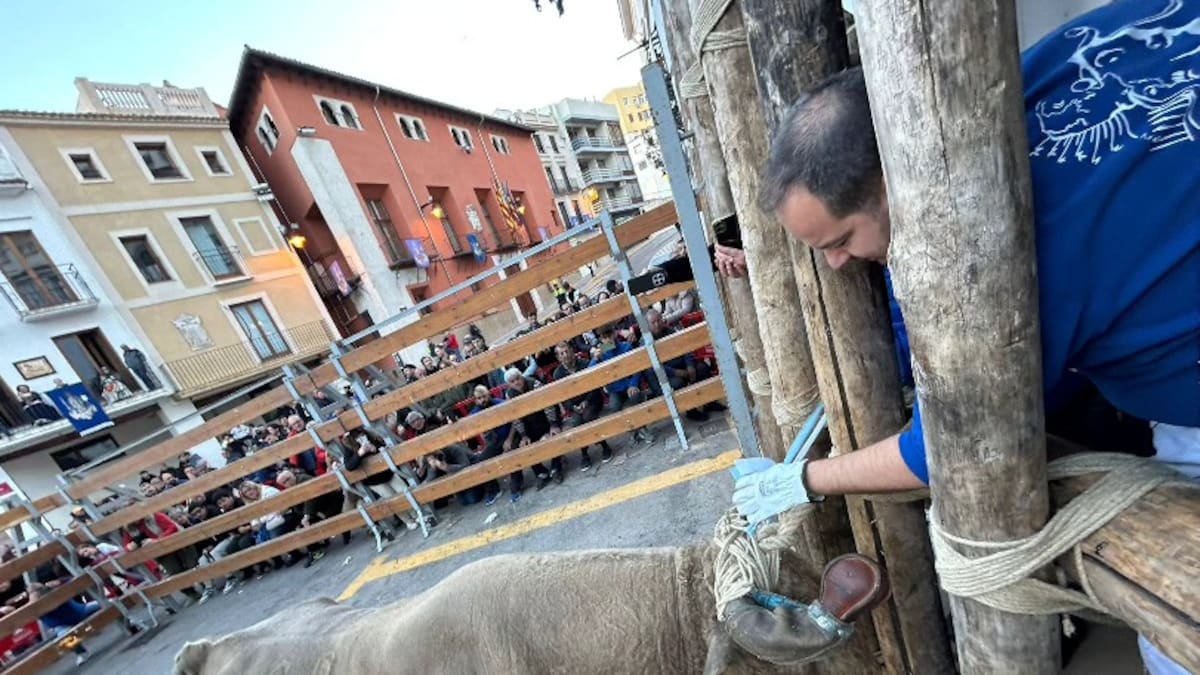 Ontinyent cierra las fiestas del bou de la Puríssima con incidentes leves y sin traslados hospitalarios