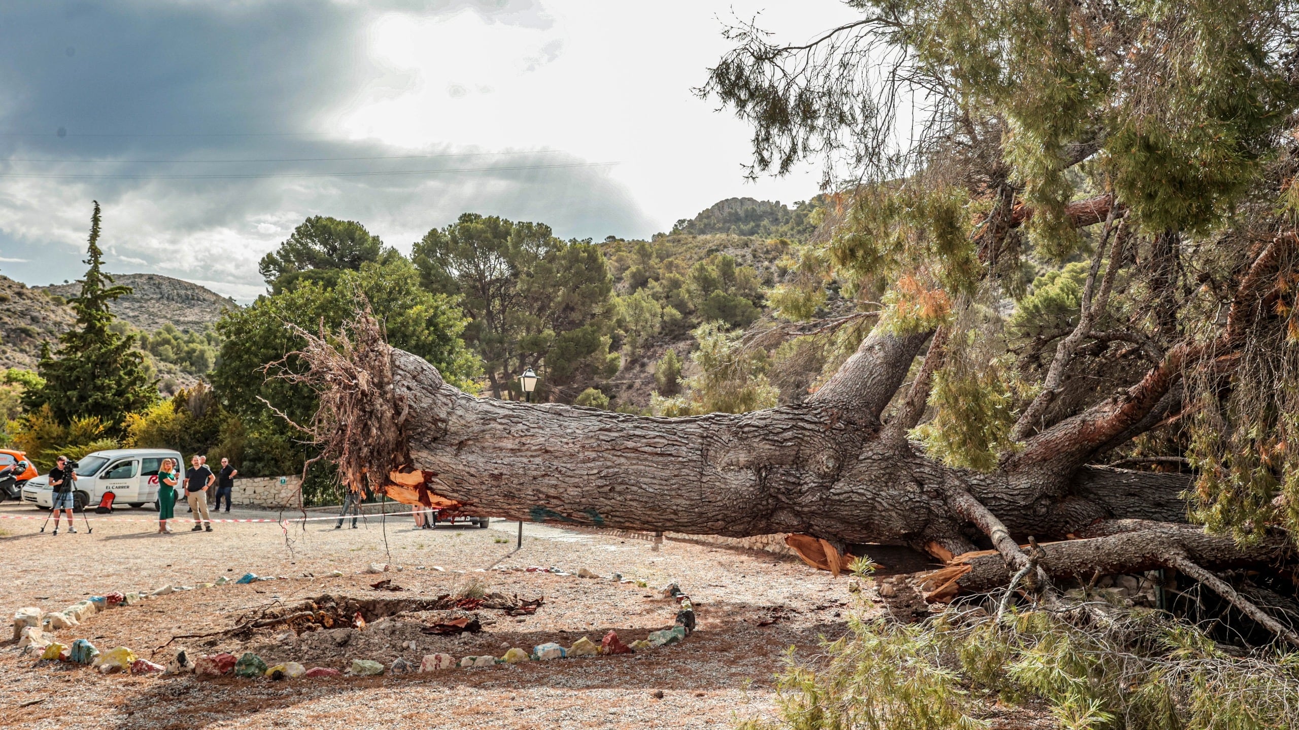 El árbol se desplomó en la madrugada del pasado 17 de junio