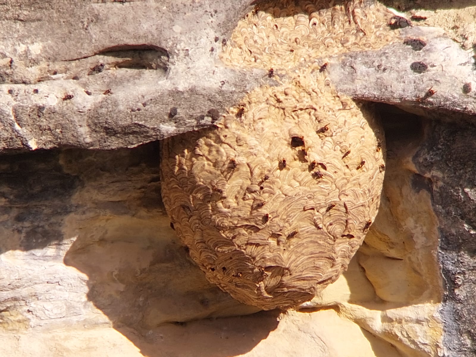 Nido de Avispa Asiática. Foto: Javier Vicente.