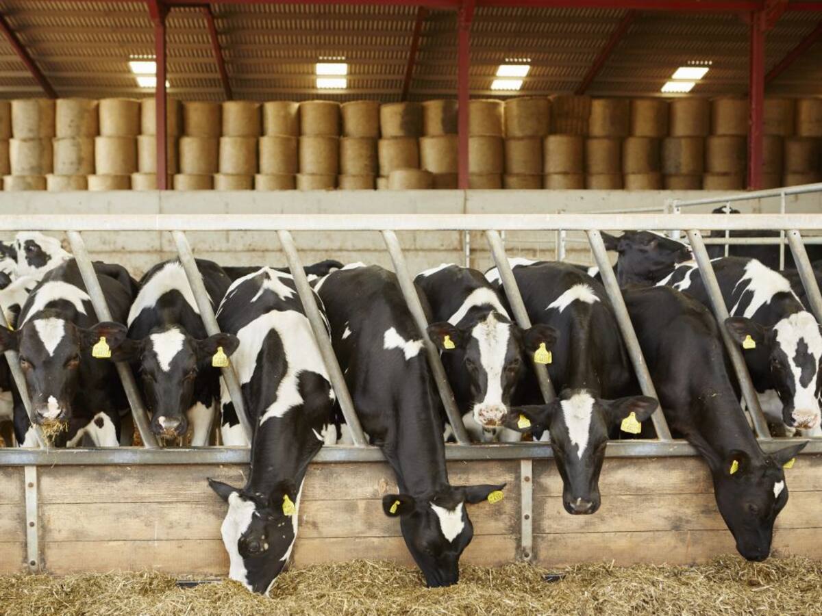 UPA denuncia la situación crítica de las explotaciones de vacuno de leche en Palencia