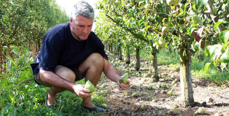Pedregada en camp de peres.