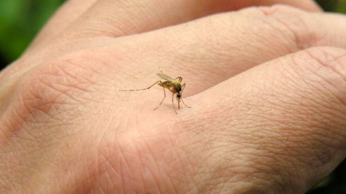 Diputación, Generalitat y Ayuntamientos se coordinan contra la plaga