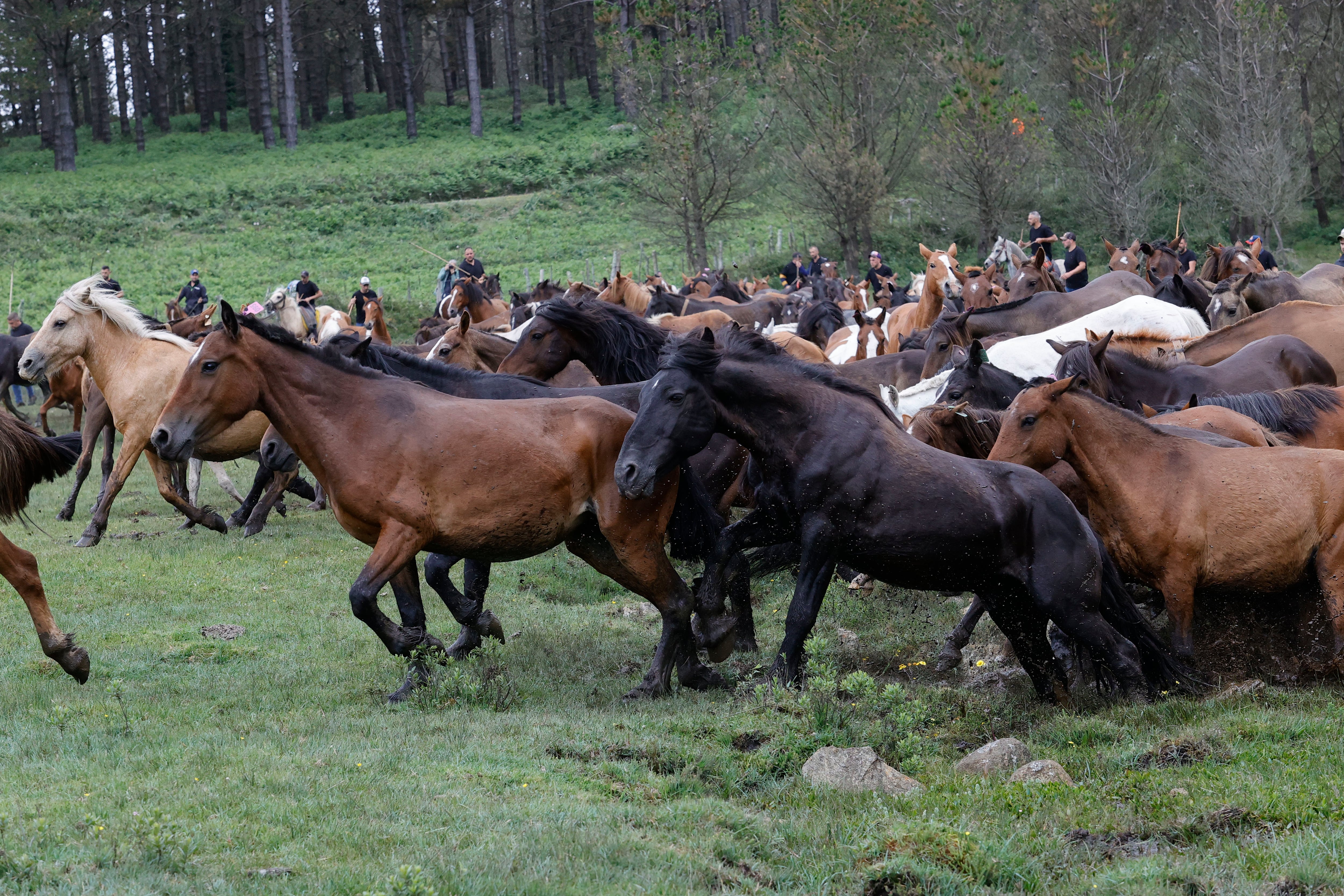 Con más de medio siglo de historia, la Rapa das Bestas de la sierra de A Capelada, entre los municipios de Cedeira y Cariño, reúne a centenares de personas en un curro todavía más popular gracias a la serie televisiva 'Rapa" (foto: Kiko Delgado / EFE)