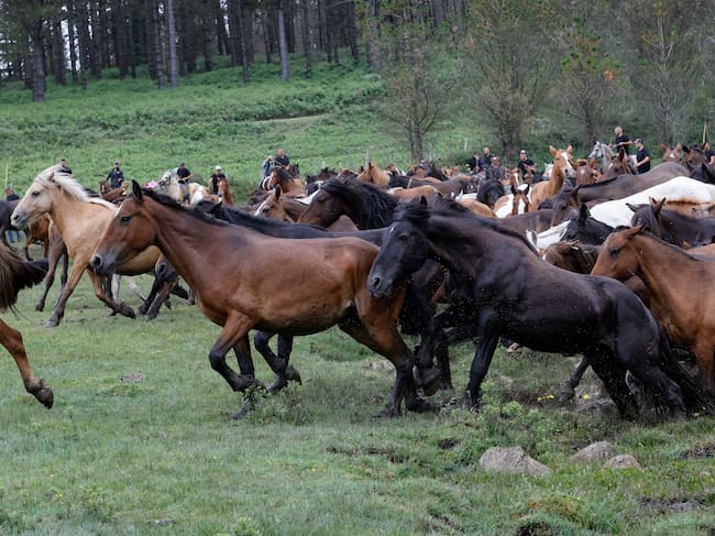Con más de medio siglo de historia, la Rapa das Bestas de la sierra de A Capelada, entre los municipios de Cedeira y Cariño, reúne a centenares de personas en un curro todavía más popular gracias a la serie televisiva 'Rapa" (foto: Kiko Delgado / EFE)