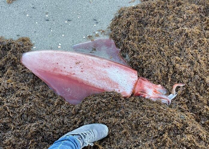 Calamar rescatado en La Línea