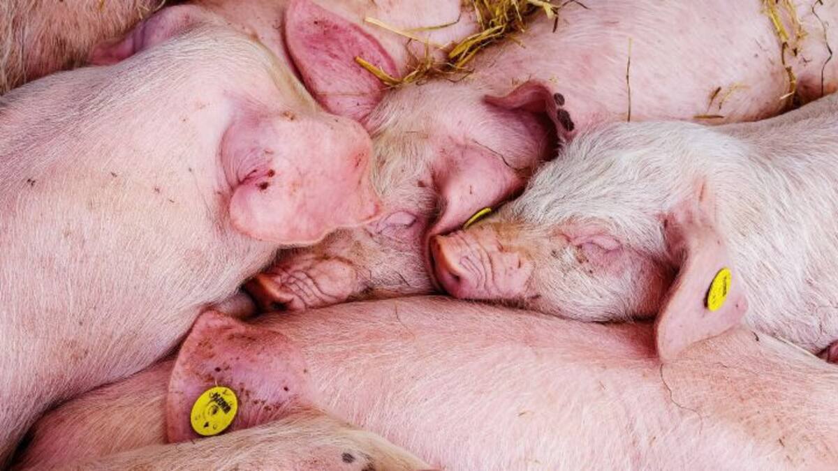 Abierto el plazo de alegaciones a la macrogranja de cerdos en Mota