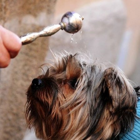 Momento de la bendición a un animal