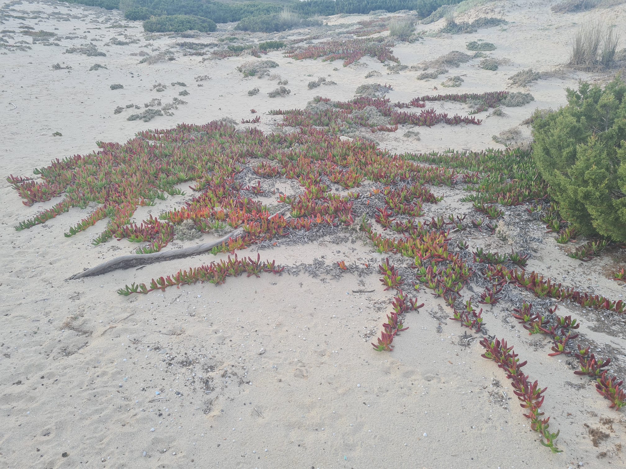 Imagen de esta especie invasora en Formentera