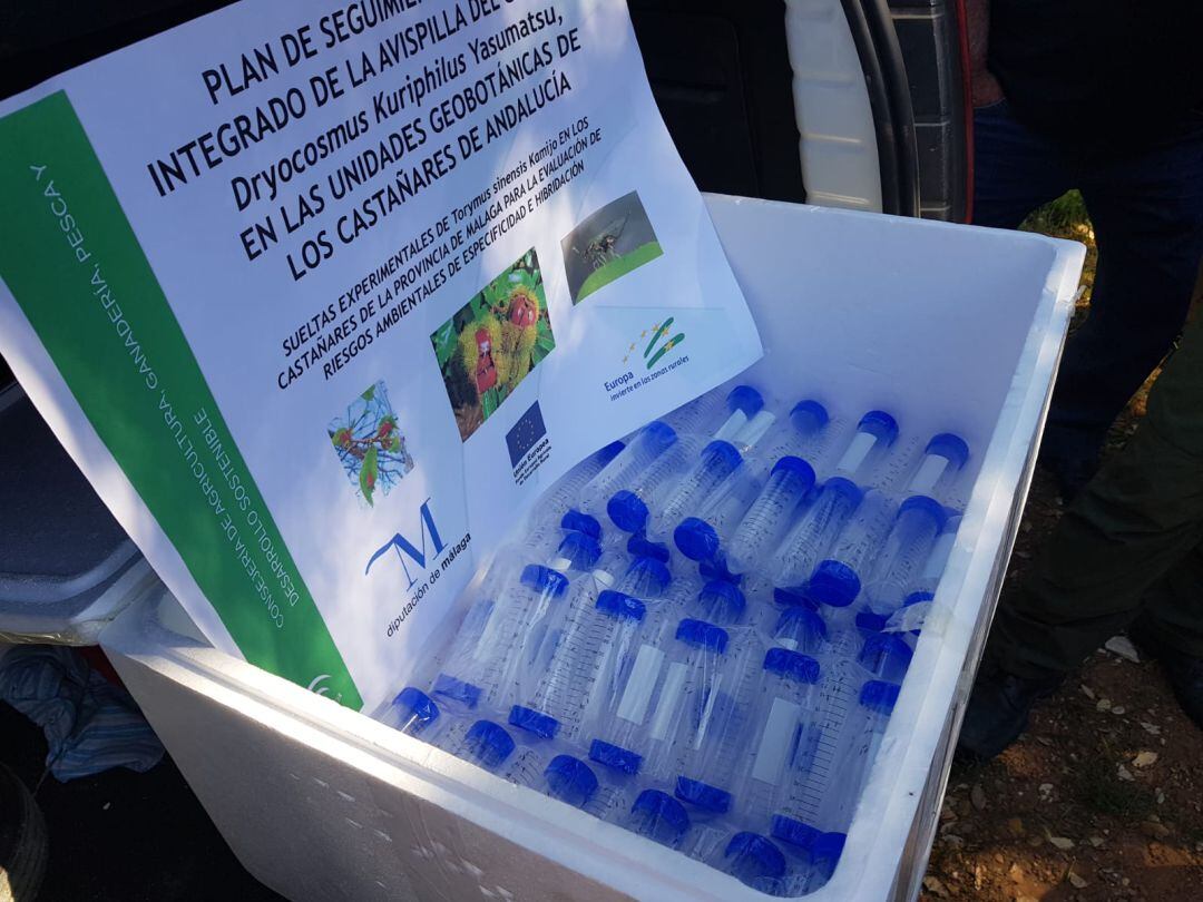 La primeras 79 dosis se han soltado este miércoles en municipios del Valle del Genal