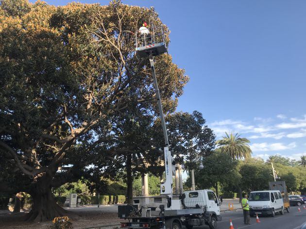 Conservación de una de las higueras australianas de la Alameda