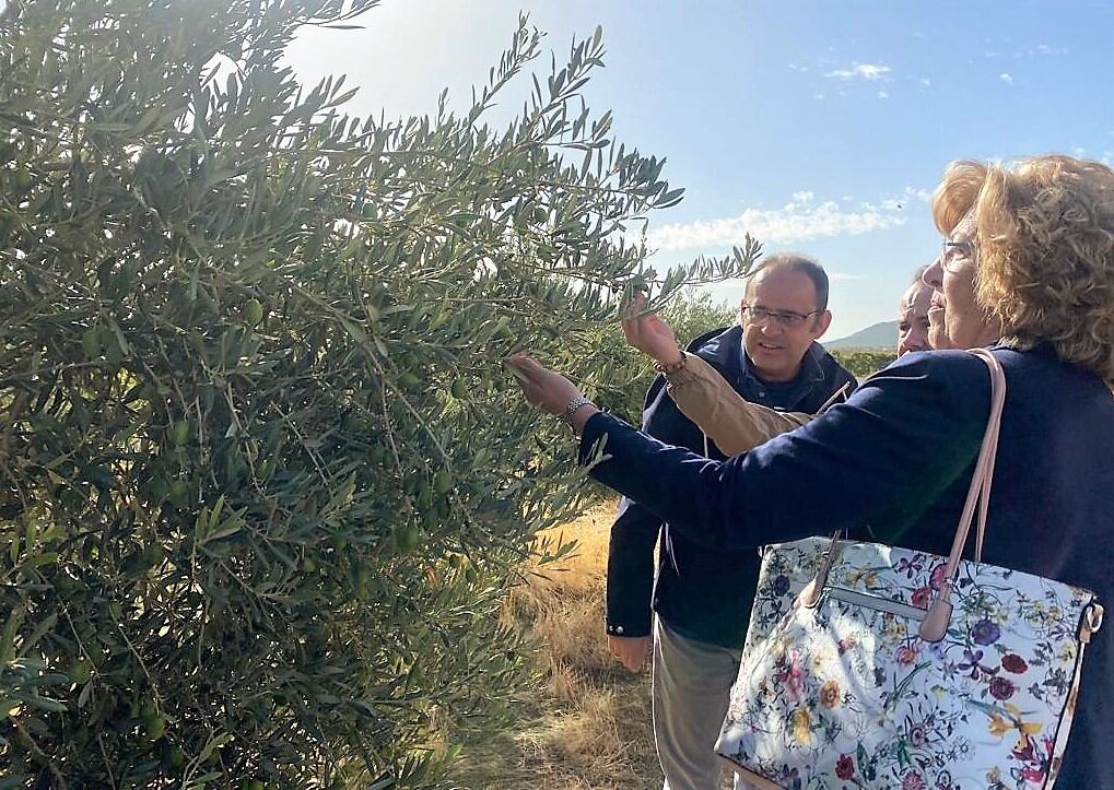 Varias personas ven de cerca la aceituna de un olivo en La Mancha