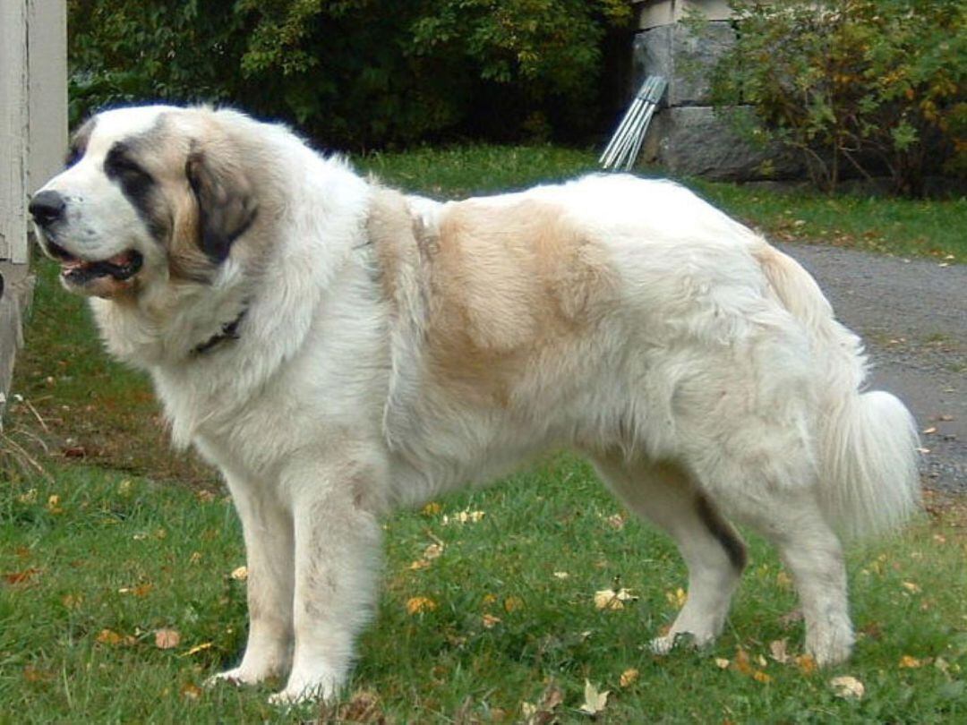 Imagen de archivo de un perro de raza Mastín Pirineo