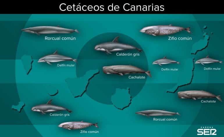 Presencia de Cetáceos en Canarias.