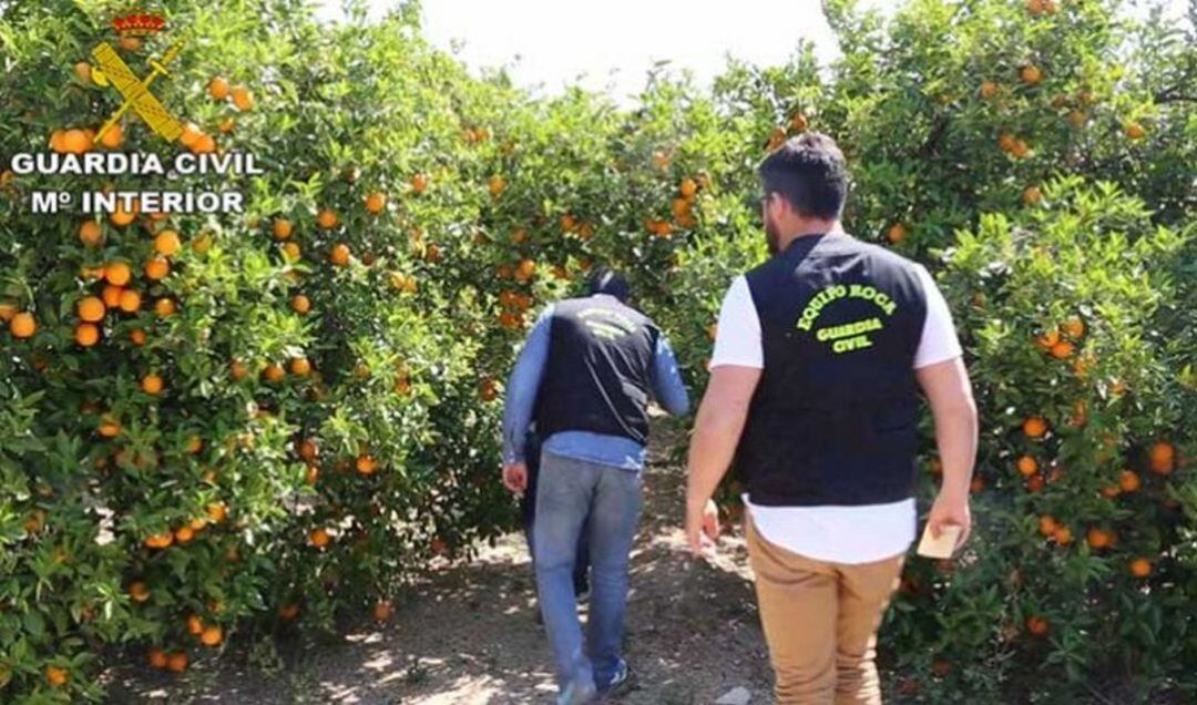 El Equipo Roca de la Guardia Civil se encarga de la vigilancia de los campos 