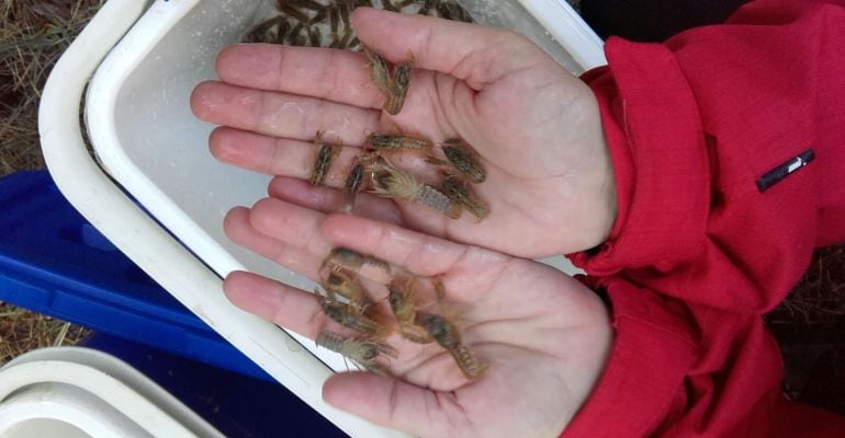 Cangrejos autóctonos de río liberados en el Parque Natural de Cazorla, Segura y Las Villas.