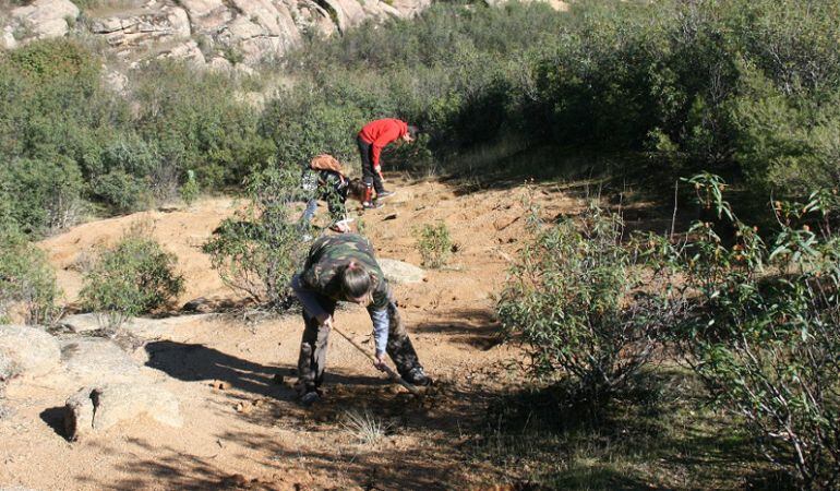 La Asociación Reforesta propone regalar un árbol estas Navidades