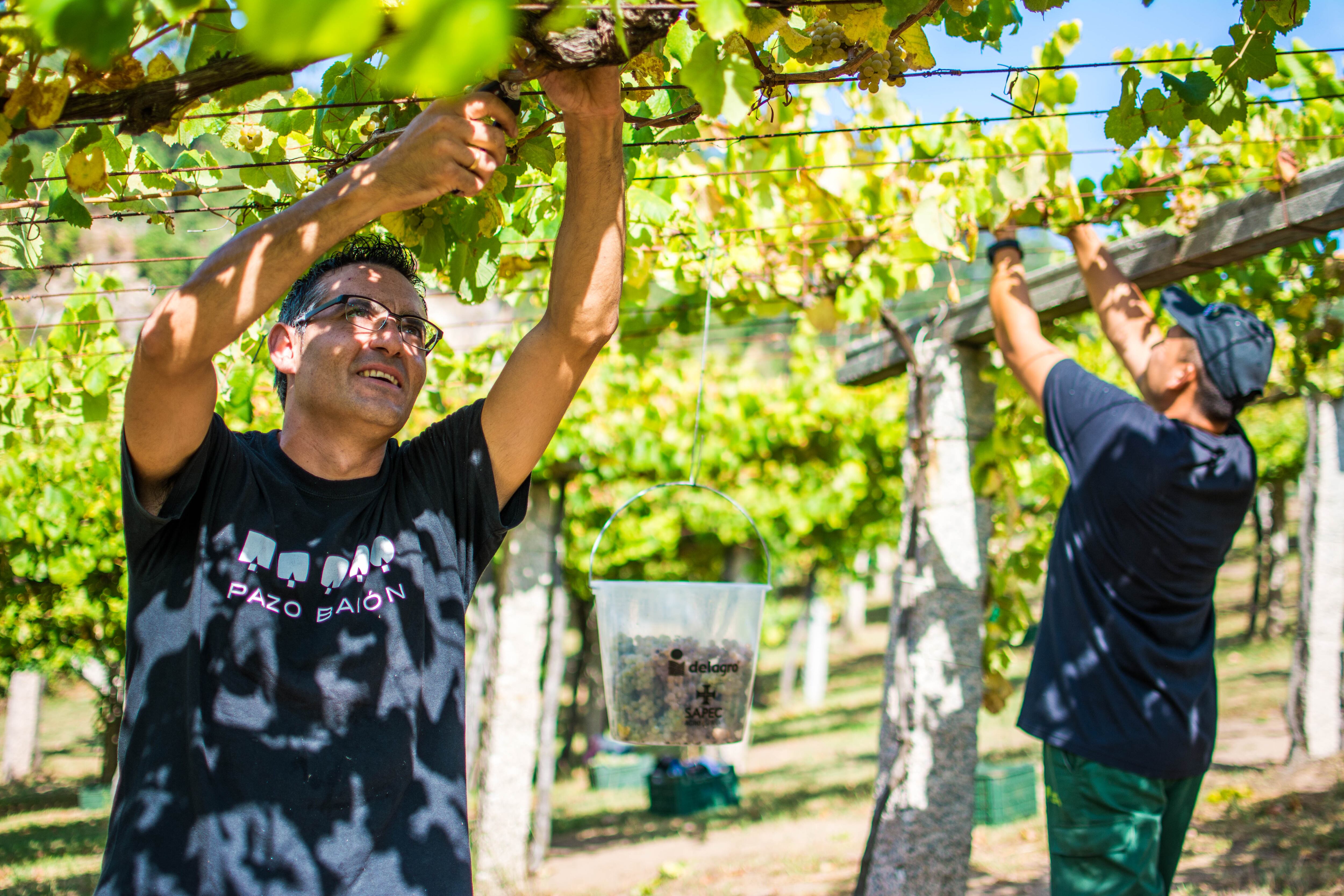 Campaña de la vendimia en las Rías Baixas