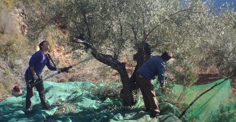 Aceituneros recogiendo aceituna en un olivar de Jaén.