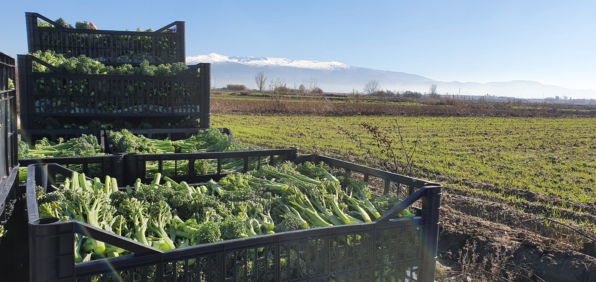 Cultivo de bimi, cruce natural del brócoli y la col china, en la Vega de Granada