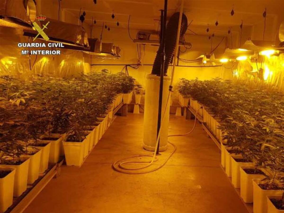 Tres detenidos y más de 850 plantas de marihuana intervenidas en Llucmajor