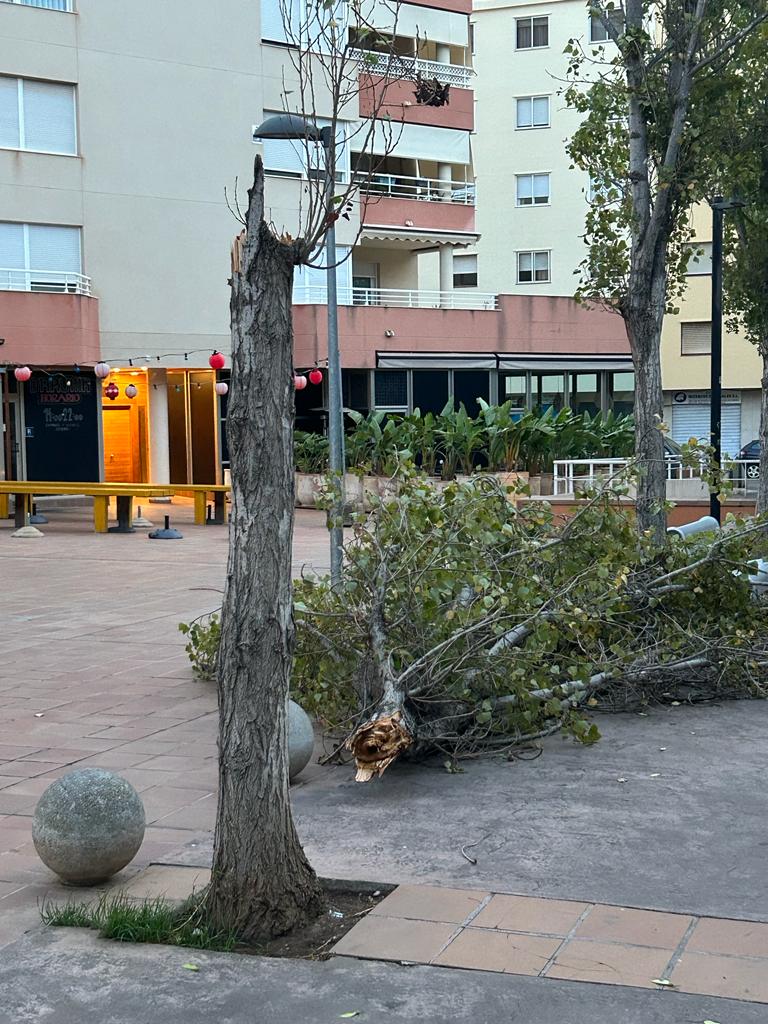 árbol caído en Vila