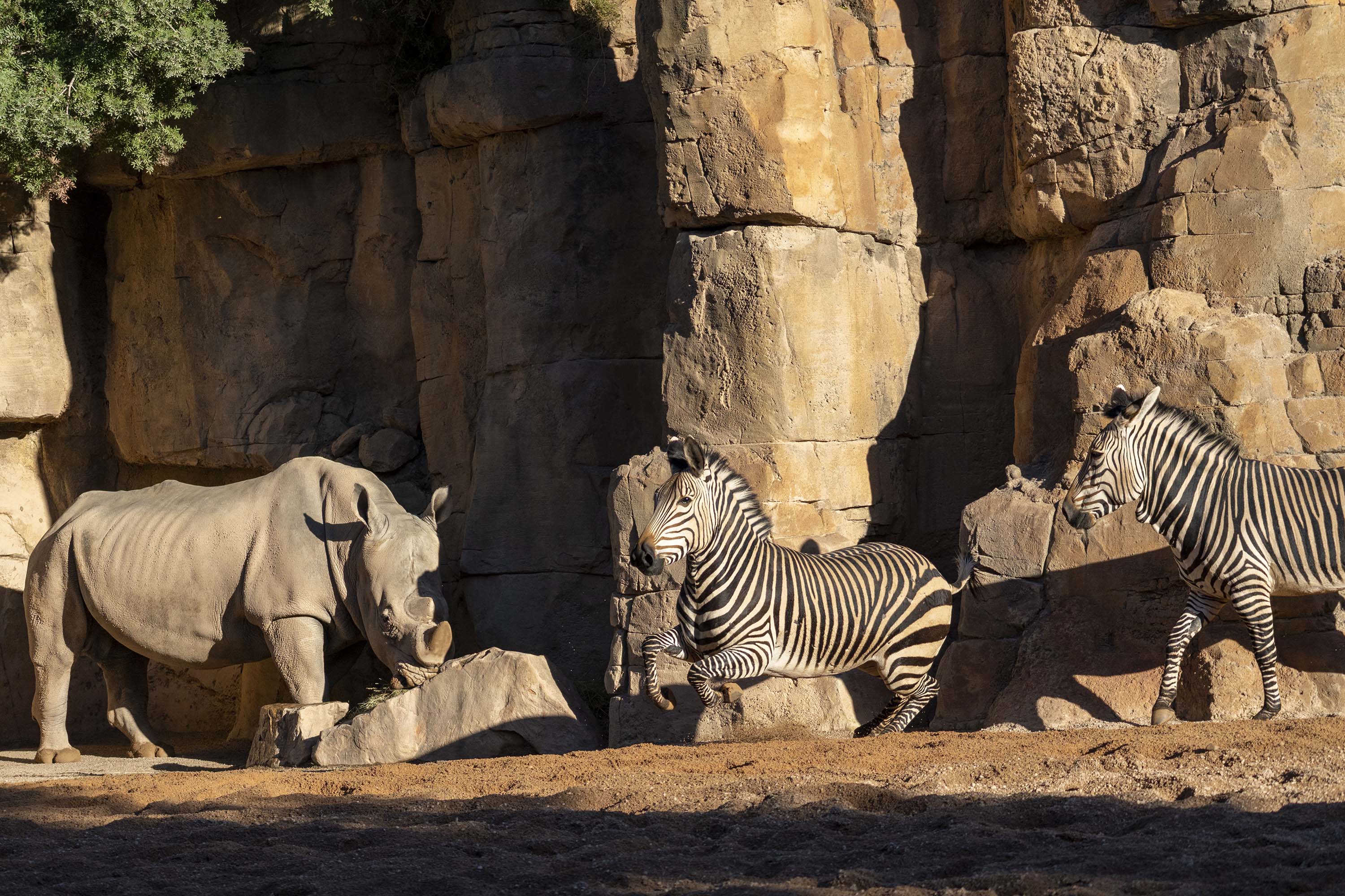 Nueva especie de Cebra en BIOPARC Valencia - Cebra de Hartmann