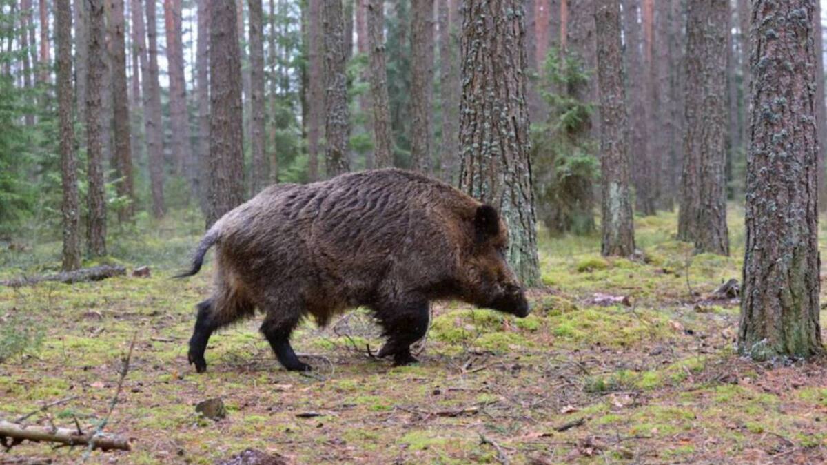 Las otras peticiones de la región celebrar el Festival de Mérida y que se permita la caza y la pesca