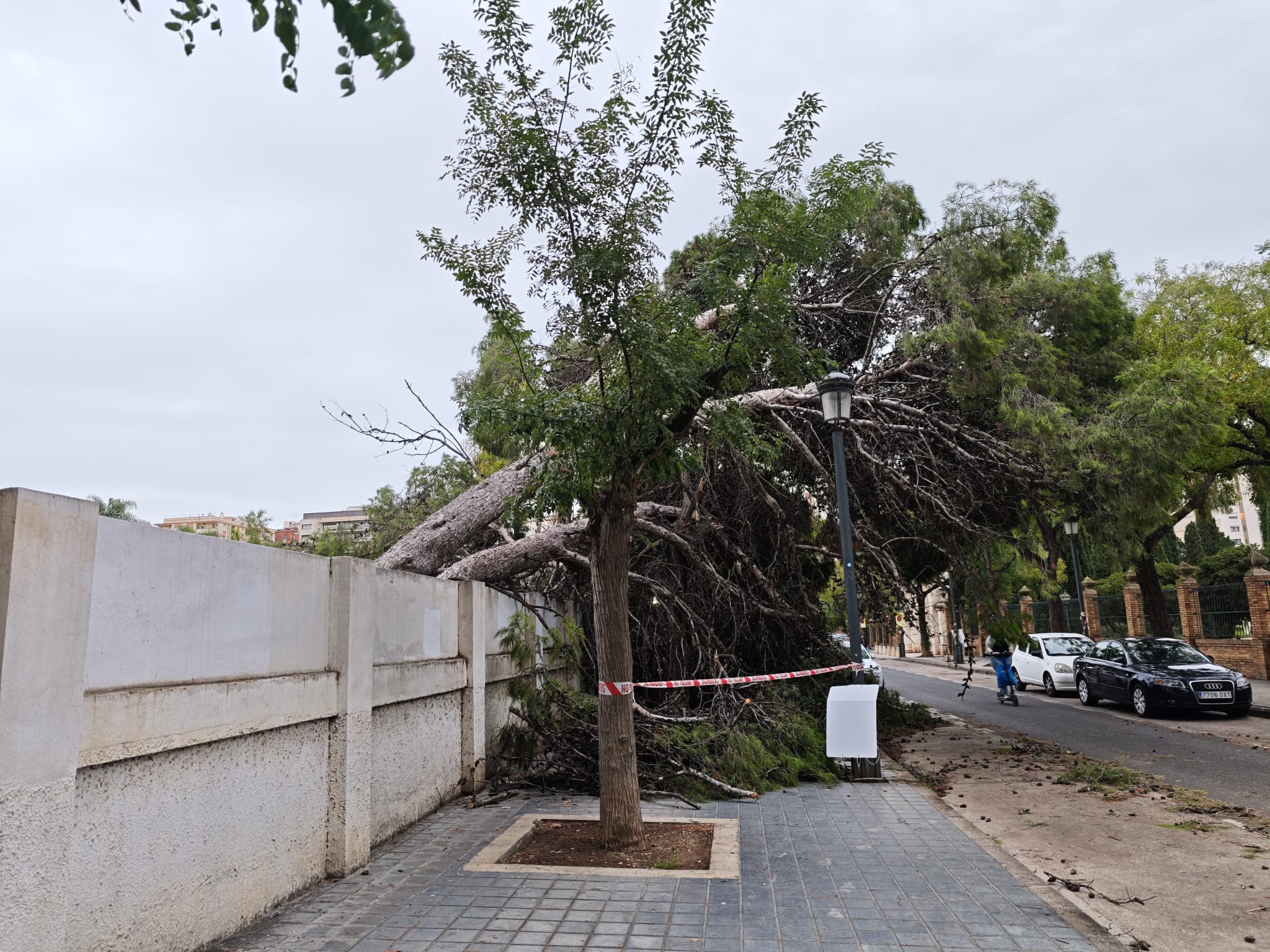 Árbol caído en el recinto de la Hípica de València
