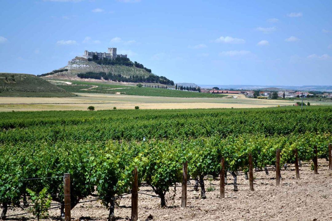 Viñedos de la Ribera