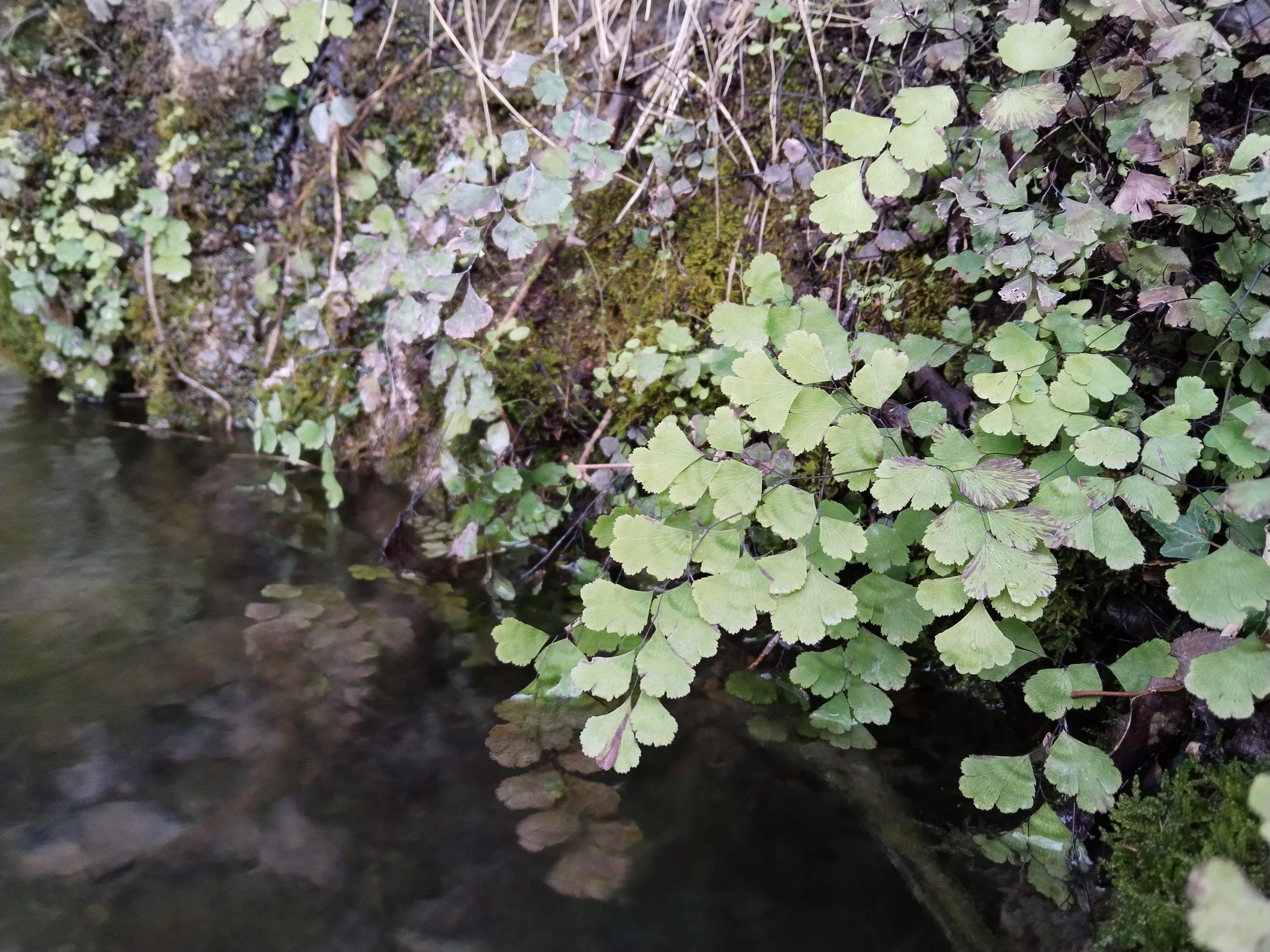 Cabellos de Venus (Adiantum capillus-veneris) en la fuente de la Zarza, en Cuenca.